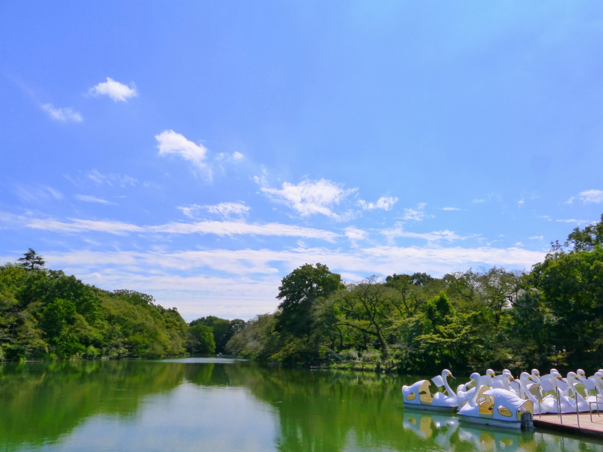 ▲井の頭池のスワンボート。晴れた日の水上散歩は格別