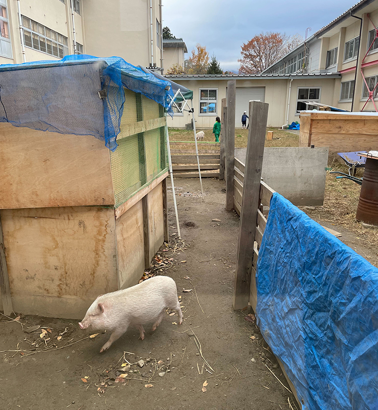 伊那小ではさまざまな動物を飼育している。学校の一画に作られた柵内でブタも元気に走り回っている