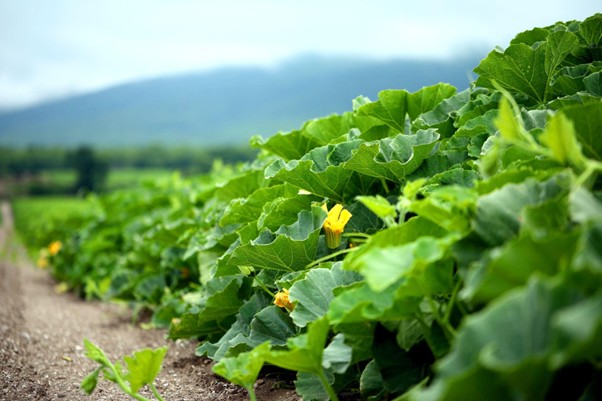 画像提供：有限会社プティ・メルヴィーユ