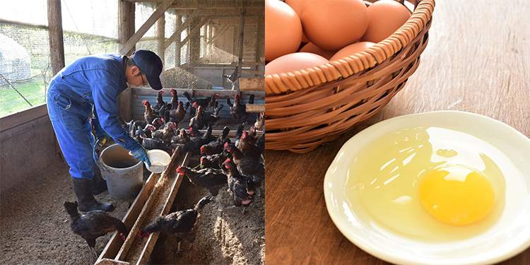 ファームあるむでは、日当たりと風通しのいい解放鶏舎での「平飼い」が基本。季節によって黄味の色見がすこしずつ変化していく。生臭さがなく、黄味は濃厚でコク深い味わい