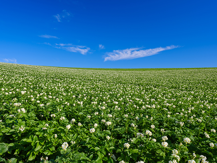 6月後半～7月半ばにかけて、じゃがいもの白い花が満開に。広大な美瑛の丘を白く染める