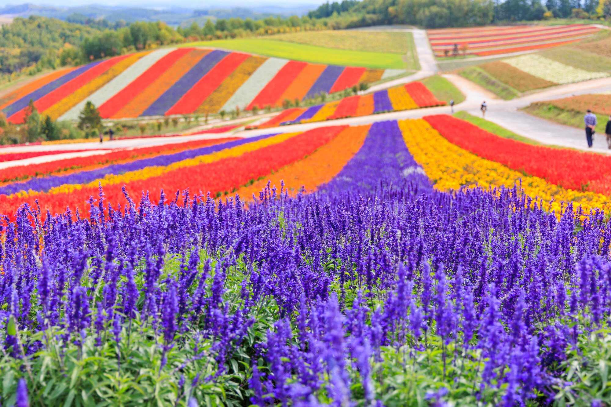 約15ヘクタールの広大な敷地一面に花が咲く「四季彩の丘」