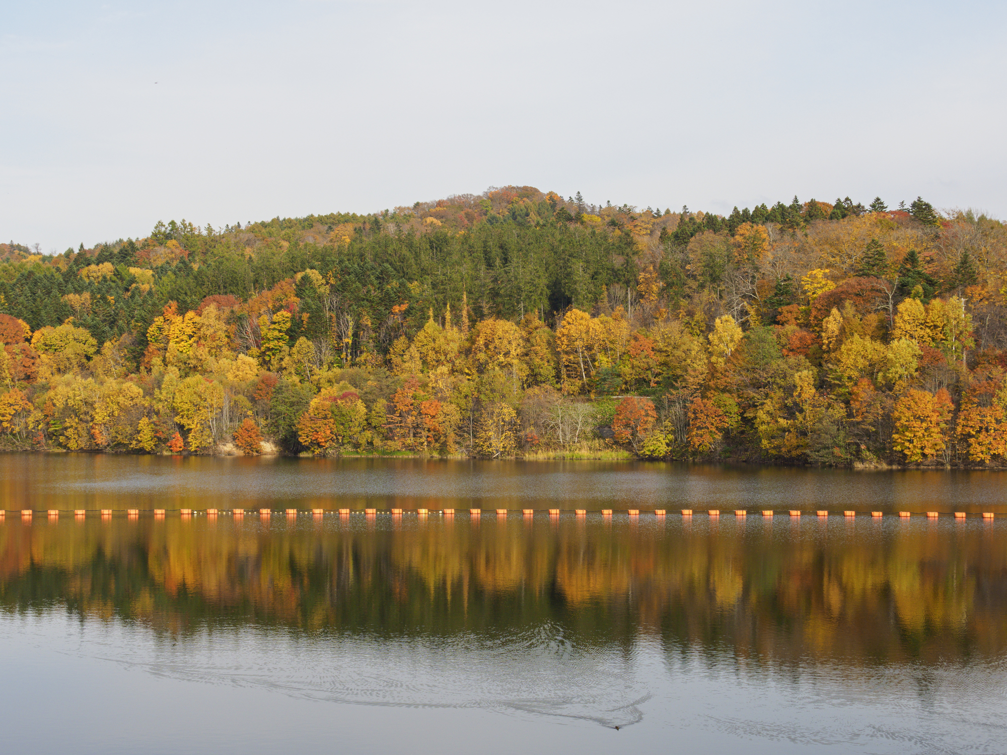 22年の歳月と186億円の巨費が投じられ、1994年に完成した栗山ダムの紅葉