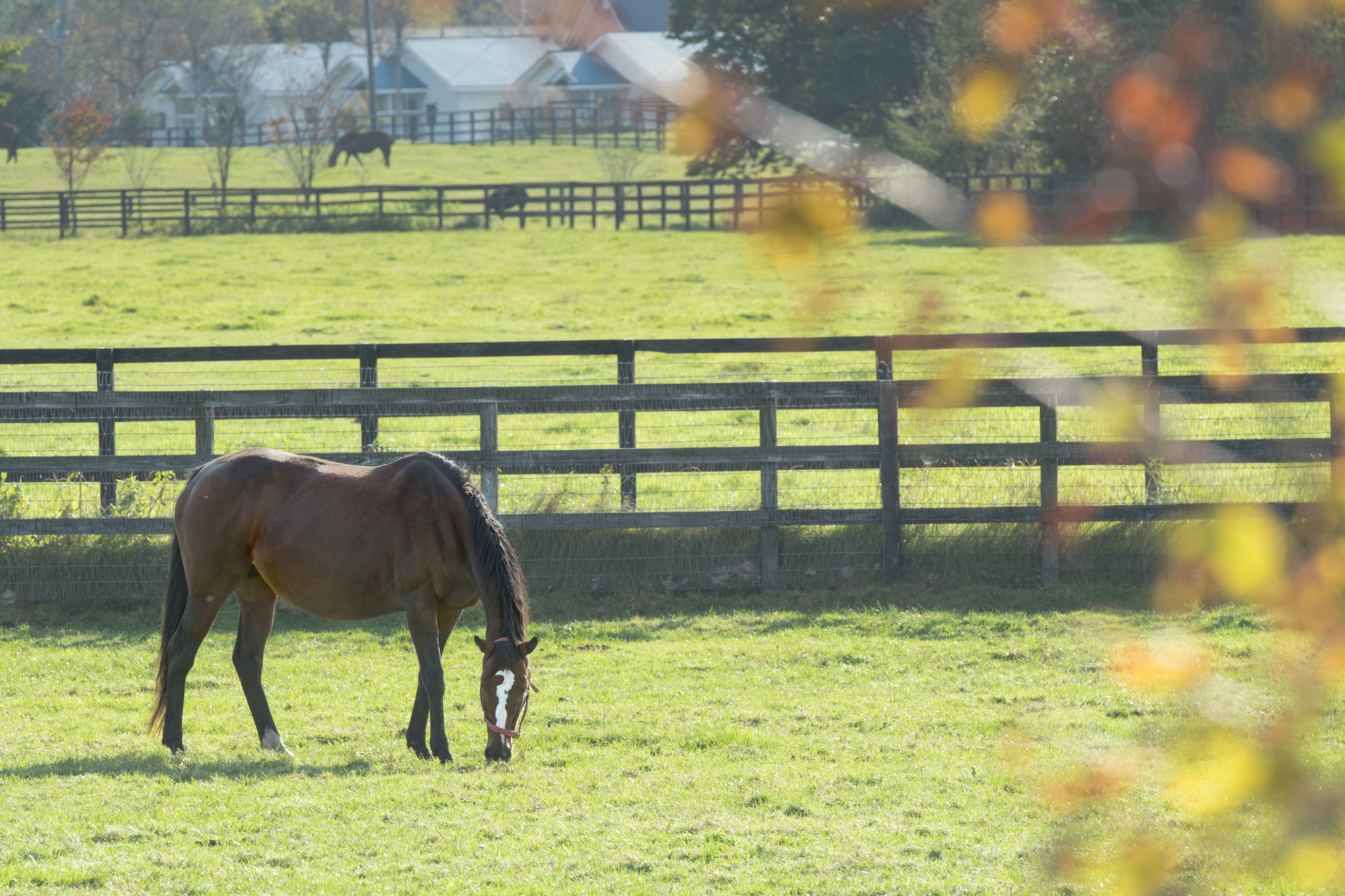 町内には競走馬の生産から育成までを行う育成牧場が約1,100戸あり、約2万頭の馬がいる日本最大の一大馬産地になっている