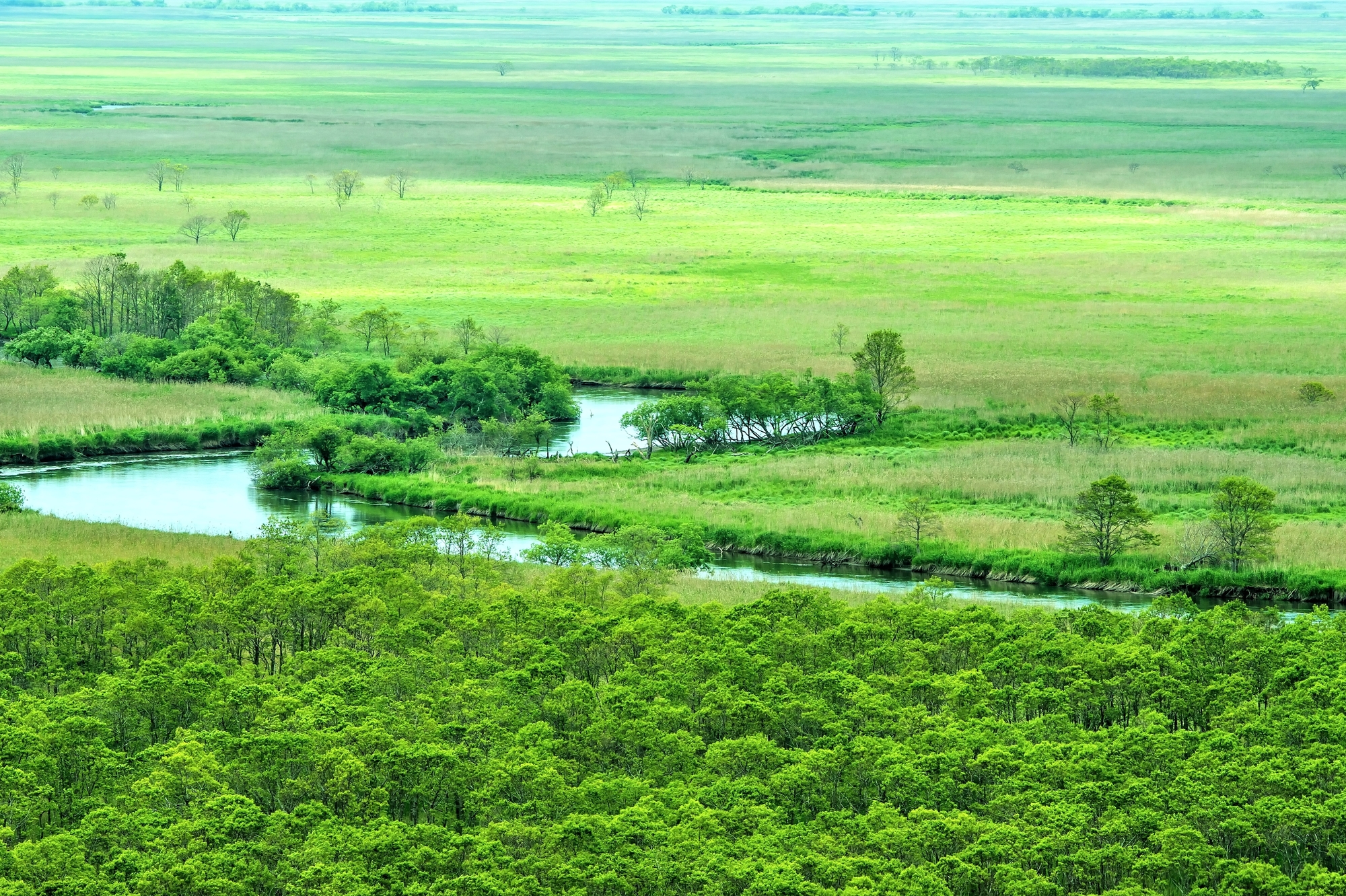 タンチョウをはじめとする希少な動植物の生息地になっている、日本最大の広さを誇る釧路湿原