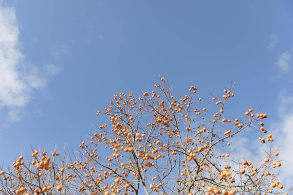 「柿の専門」が拠点を置く奈良県五條市は、柿の生産量日本一。西吉野町は、水はけのよい土地と柿の栽培に適した土壌に恵まれている。奈良県農協による設備投資や体制整備も、“一大産地としての西吉野”を大きく支えている
画像提供：石井物産株式会社