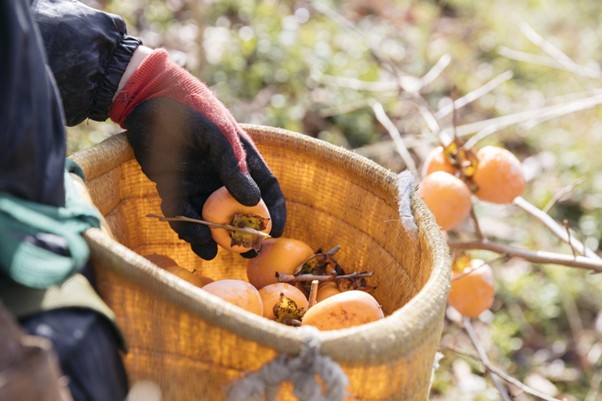 柿の専門で扱う柿は、近隣のもの、もしくは奈良県産。“加工用の柿”の品質を上げることにも熱心に取り組んでいる
画像提供：石井物産株式会社