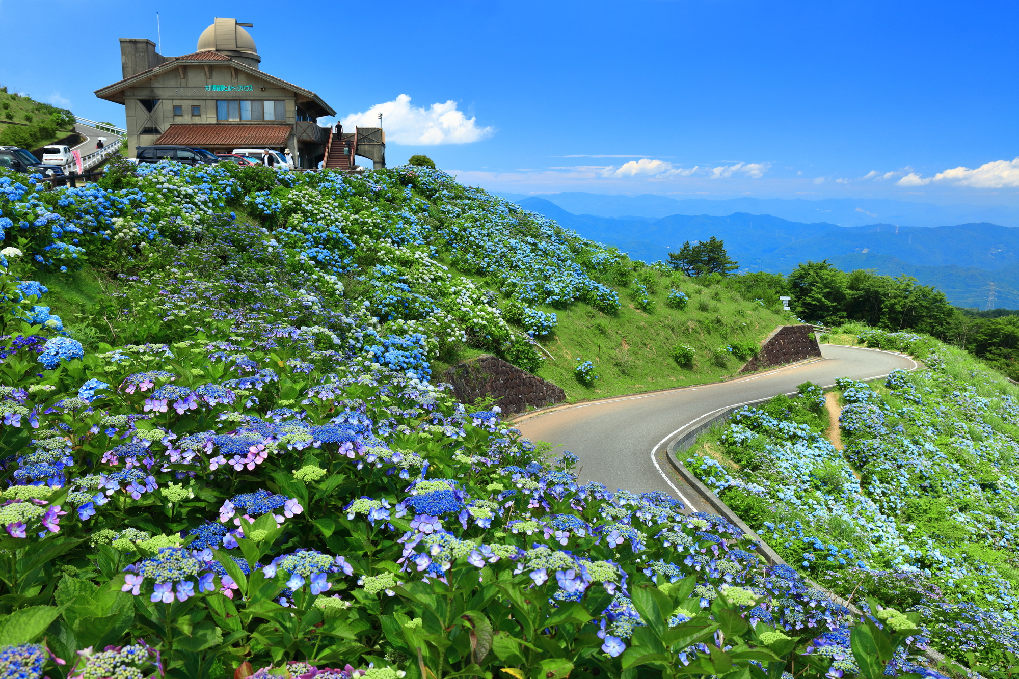 大川原高原ヒルトップハウスの3万本の青いあじさいは、7月下旬が見ごろ