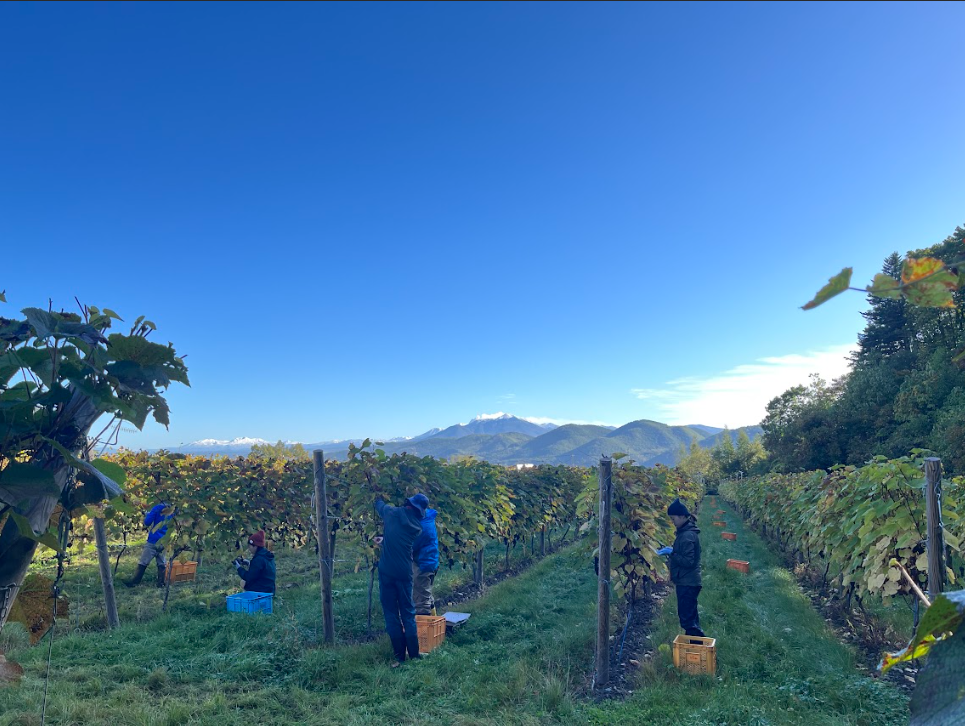 現在では、カフェと並行してワイン用のブドウ栽培もスタート。土地の恵みを活かし、この地ならではのブドウを丁寧に育てている