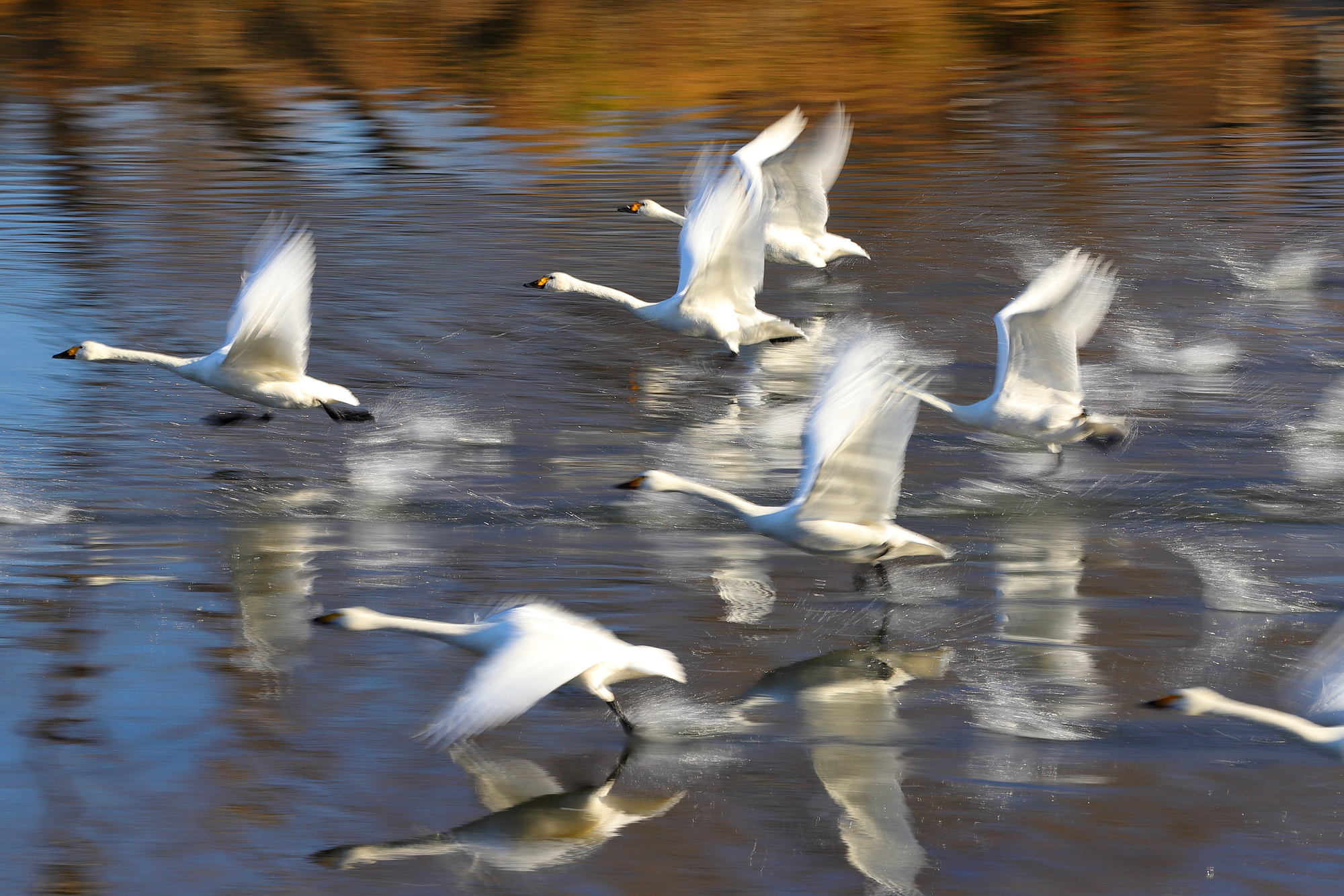 町内には白鳥の飛来地がある