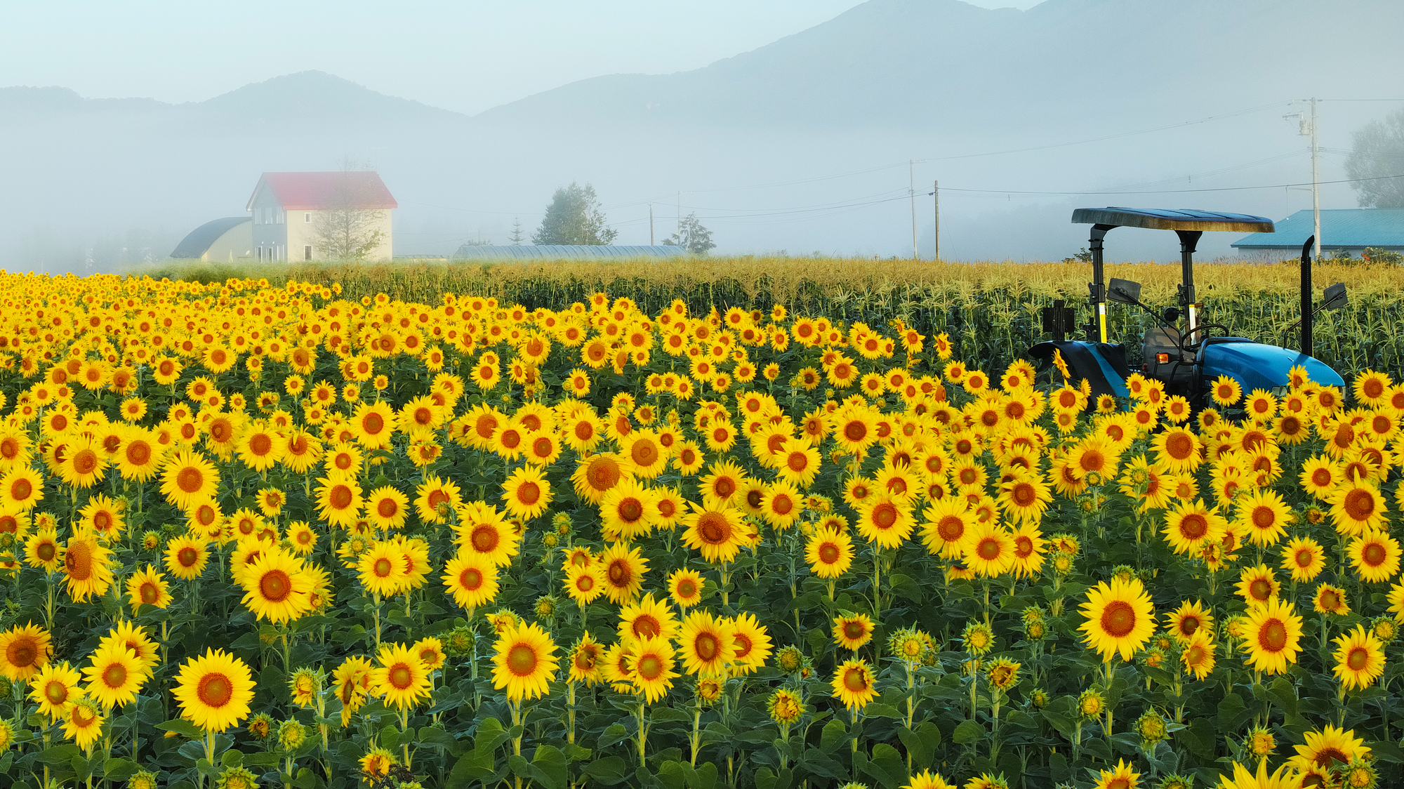 9月に咲き誇るひまわり畑