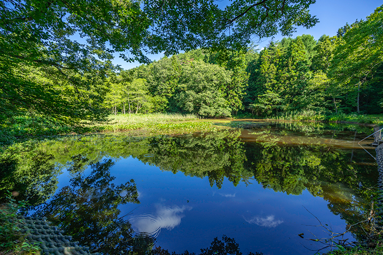 赤名湿地（赤名湿地性植物群落）には、県下最大のハンノキ林と、貴重な湿地性植物が広がる