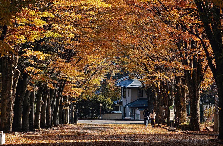 小諸にあるマンズワインの並木道の紅葉。こちらもお気に入りの風景