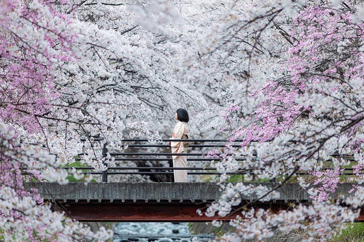 まだ知られていない小諸の桜の名所