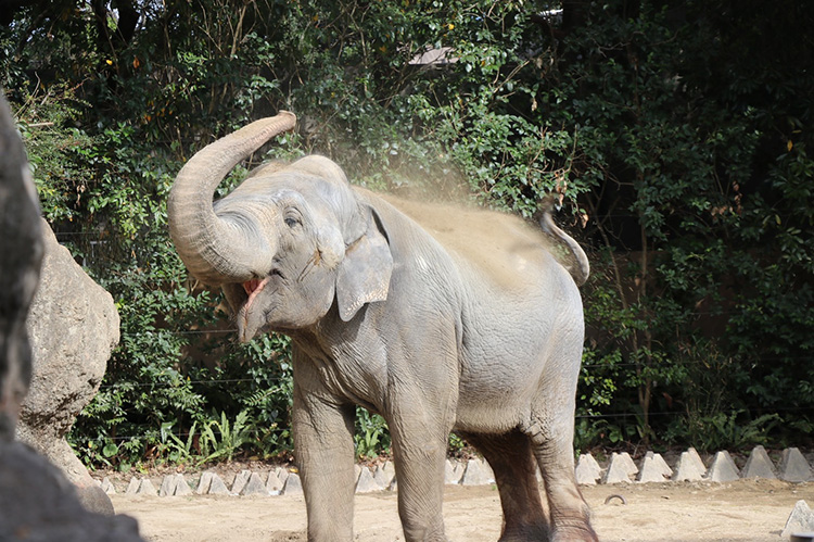 セイロンゾウの砂浴び
（画像提供：到津の森公園）
