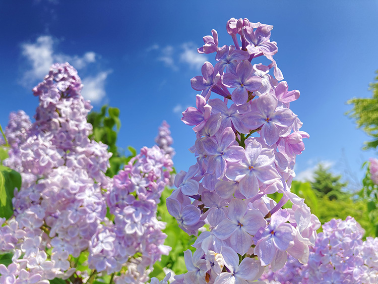 花びらは通常先が4つに割れていますが、まれに5つに割れているものもあり、「ハッピーライラック」と呼ばれます