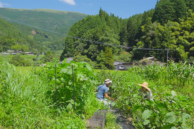 畑での作業風景