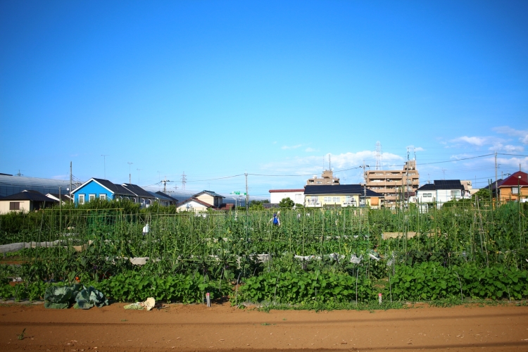 ▲区内には広大な農地が広がり、農産物の栽培が盛ん