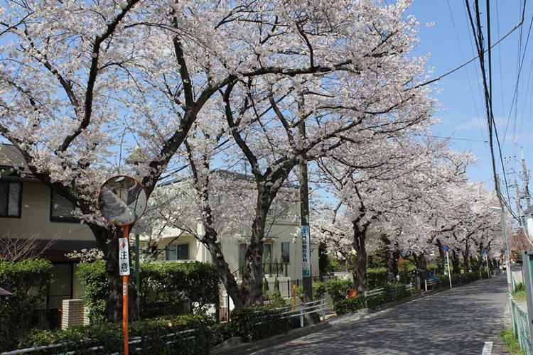 提供：市川市観光協会