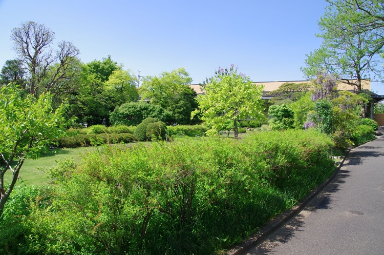 提供：市川市観光協会