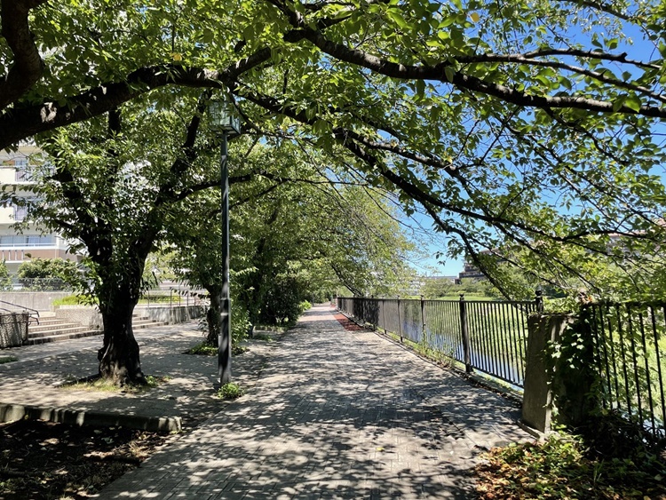 柏尾川の遊歩道の様子