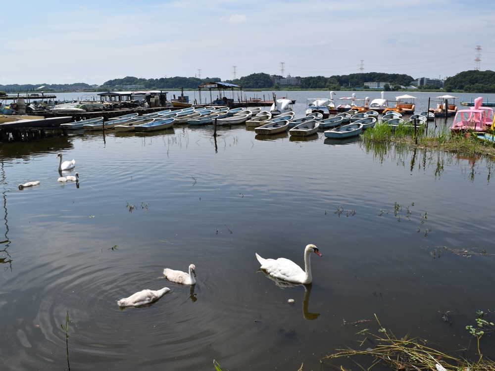 運動も観戦も楽しめるヘルシーな暮らしができる街　千葉県・柏の住みやすさや治安は？