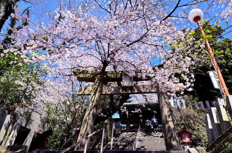姪浜エリアの東側にある鷲尾愛宕神社。春は約2,000本の桜が彩り、花見客でにぎわいます。
写真提供：福岡市