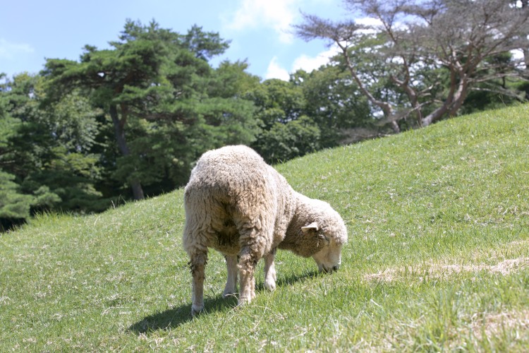 ©一般財団法人神戸観光局
▲六甲山牧場では可愛い羊たちが放し飼いに