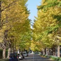 おしゃれなショップやレストランが集まる洗練された街・目黒区の住みやすさや治安を解説！