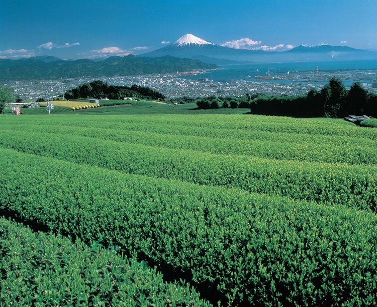 日本平の茶畑と富士山
写真提供:静岡県観光協会